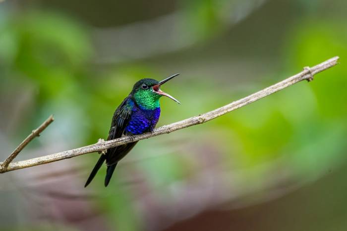 Fork-tailed Woodnymph © A J Bradshaw, March 2026 tour
