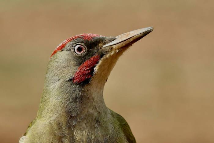Iberian Green Woodpecker - David Jackson.jpg