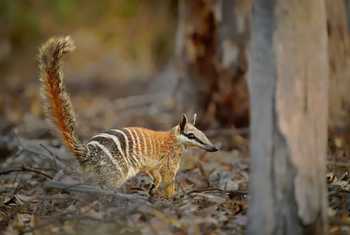 Numbat