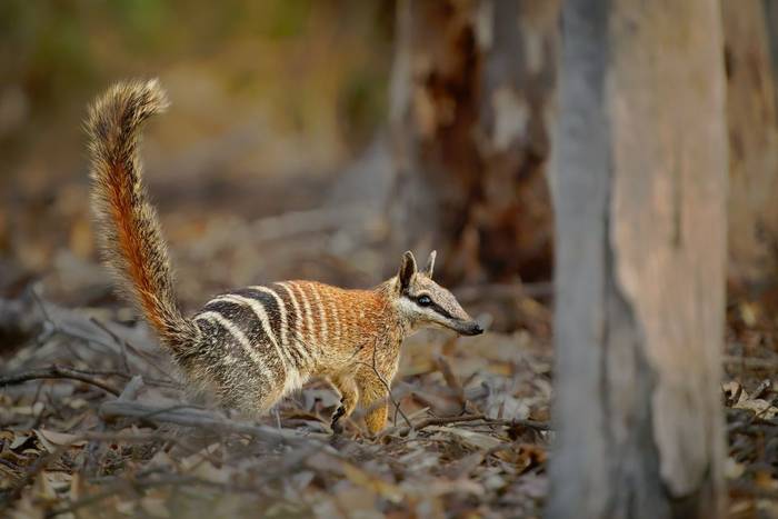Numbat
