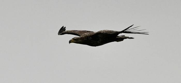 WT Eagle (Rob Campbell).JPG