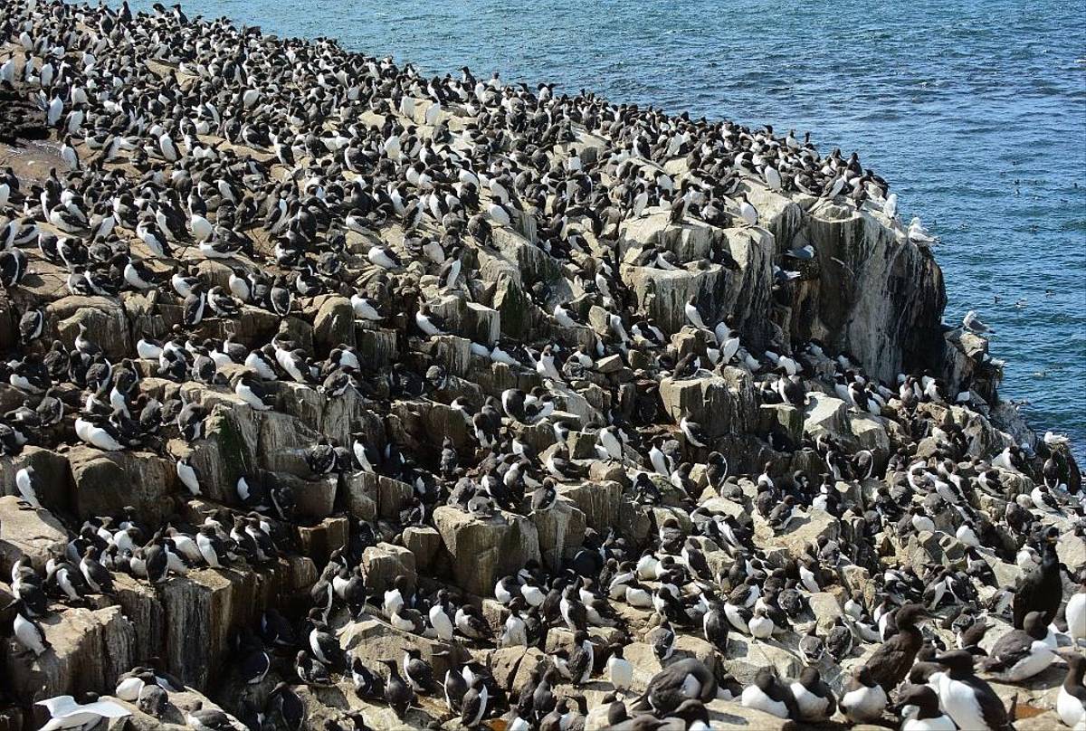 Guillemots (Tim Dean)