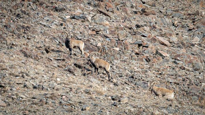 Siberian Ibex (Soaring Expeditions)