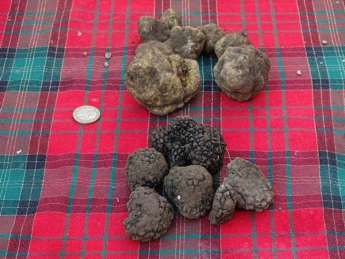 White and black truffles (Alison McCormick).JPG