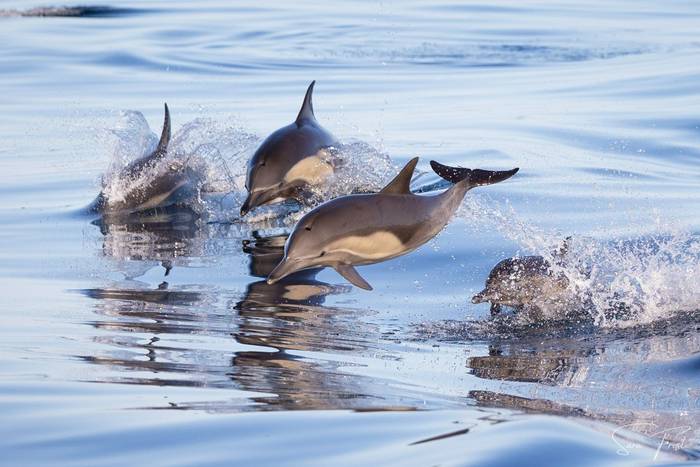 Common Dolphin (Sara Frost) (10).jpg