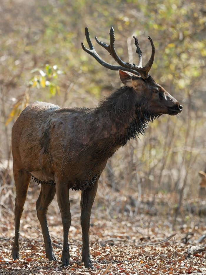 Sambar Deer © Connell