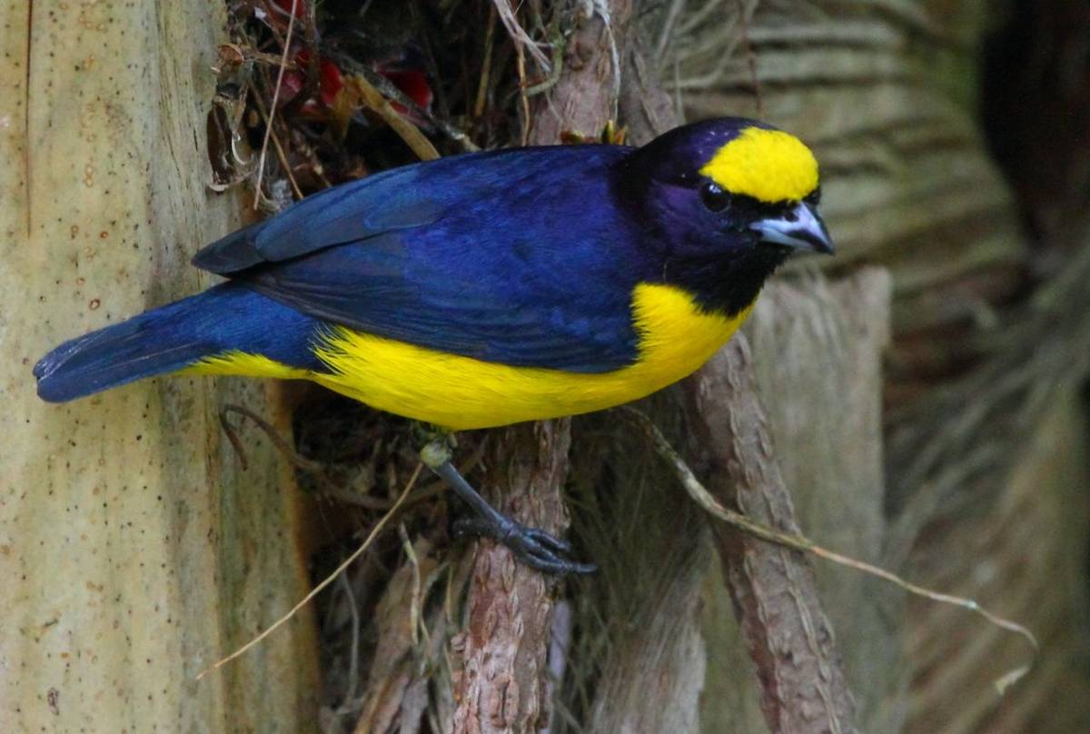 White-vented Euphonia