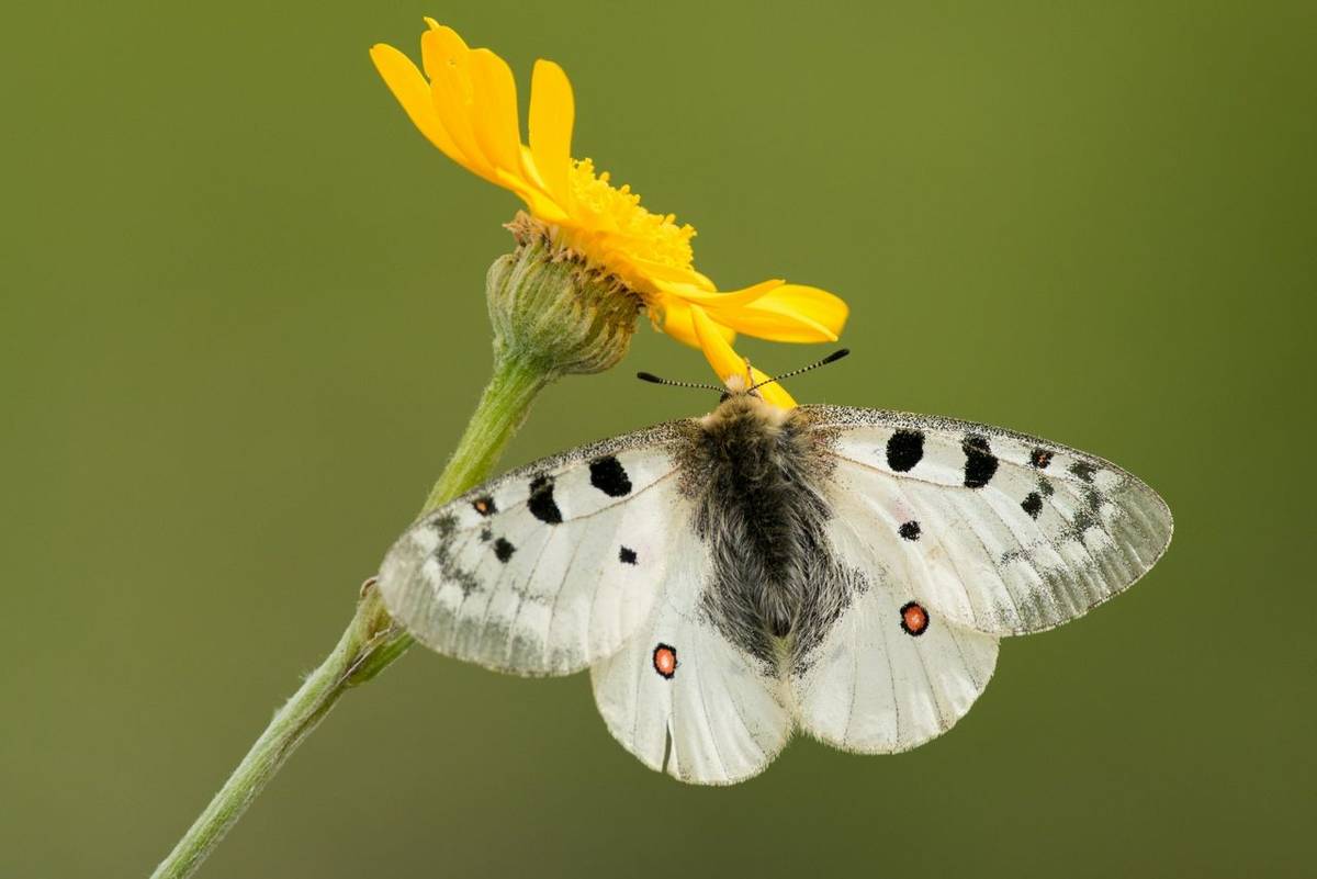 Small Apollo shutterstock_486655075.jpg