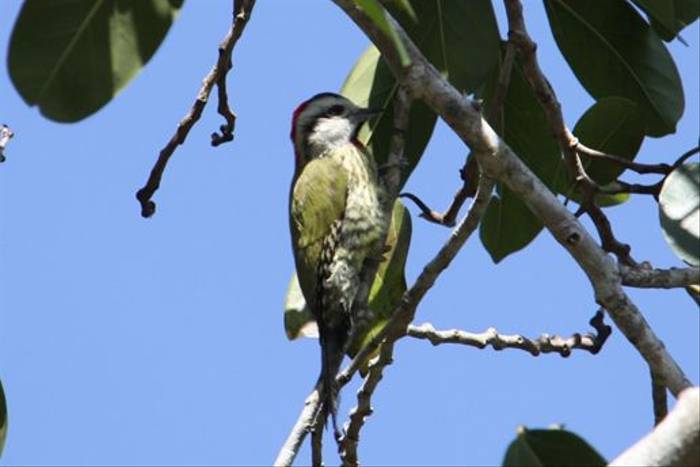 Cuban Green Woodpecker (Steve Wakeham)
