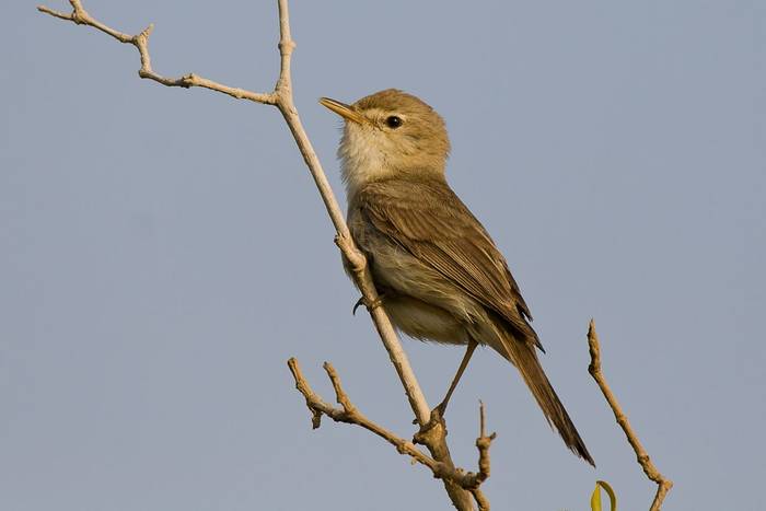 Sykes's Warbler shutterstock_119701789.jpg