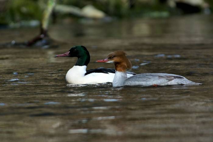 Goosander