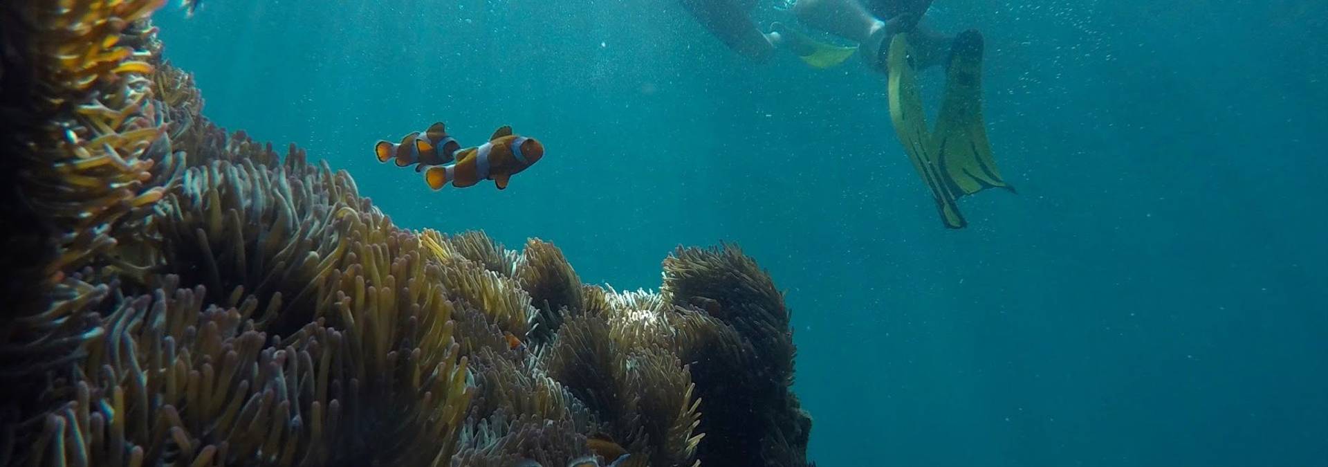 Clownfish   Borneo   Credit Borneo Dream