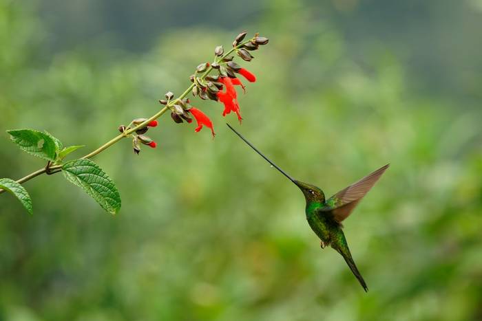 Sword-billed Hummingbird, Ecuador shutterstock_2169364737.jpg