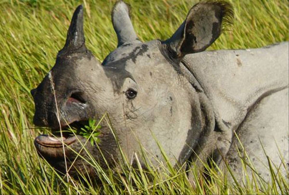 One-horned Rhinoceros (Michael Ball)