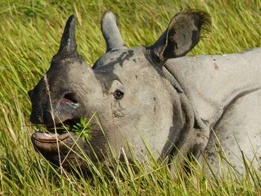One-horned Rhinoceros (Michael Ball)