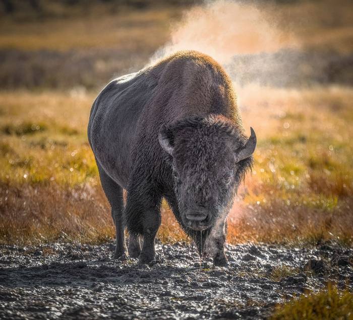 American Bison by Peter Stott.jpg