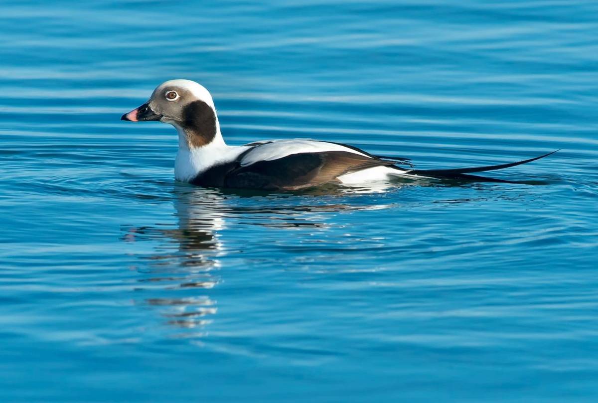 Long-tailed Duck