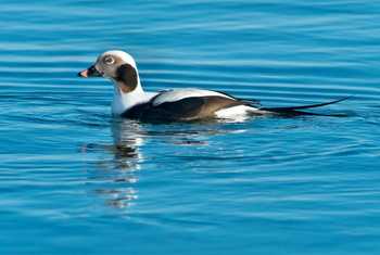 Long-tailed Duck