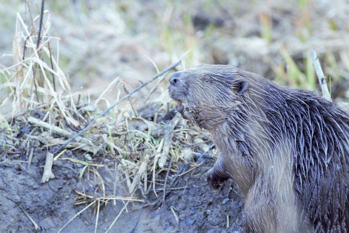 Beaver (Jan Kelchtermans)