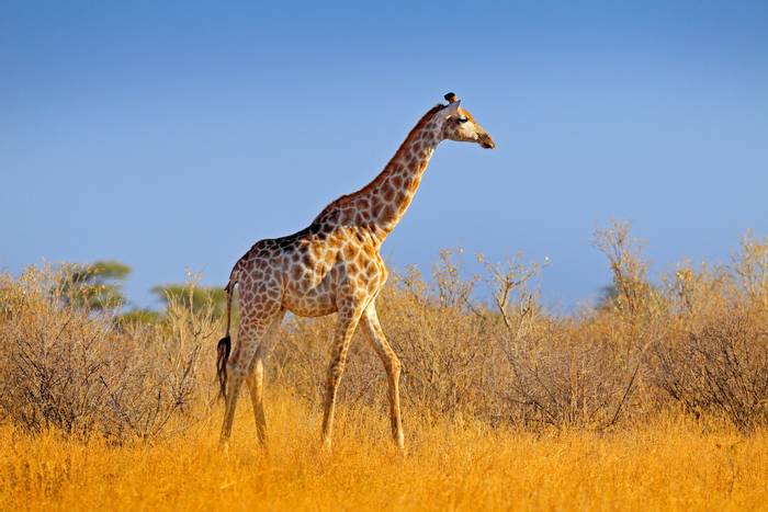 Southern Giraffe, Botswana Shutterstock.jpg