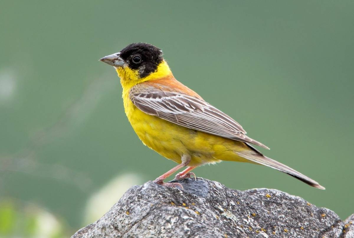 Black-headed Bunting