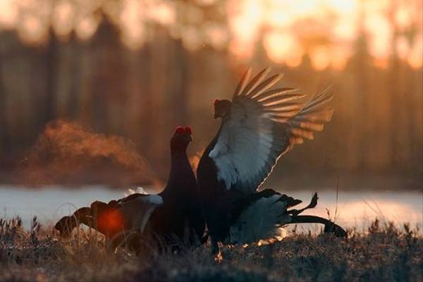 Black Grouse (Jari Peltomaki)