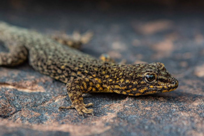Atlas Day Gecko (Quedenfeldtia trachyblepharus) © Jesse Erens Image
