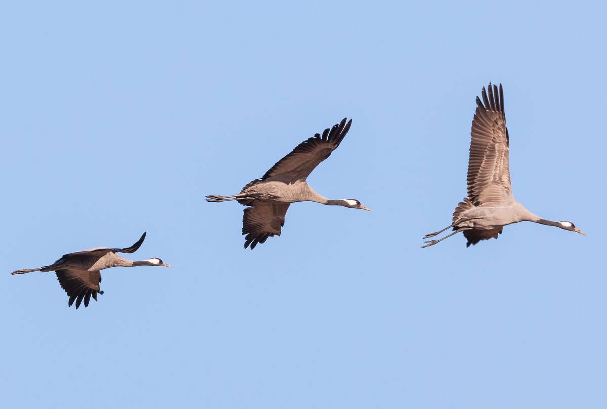 Common-Crane.jpg