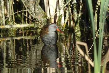 Water Rail shutterstock_1847221624.jpg