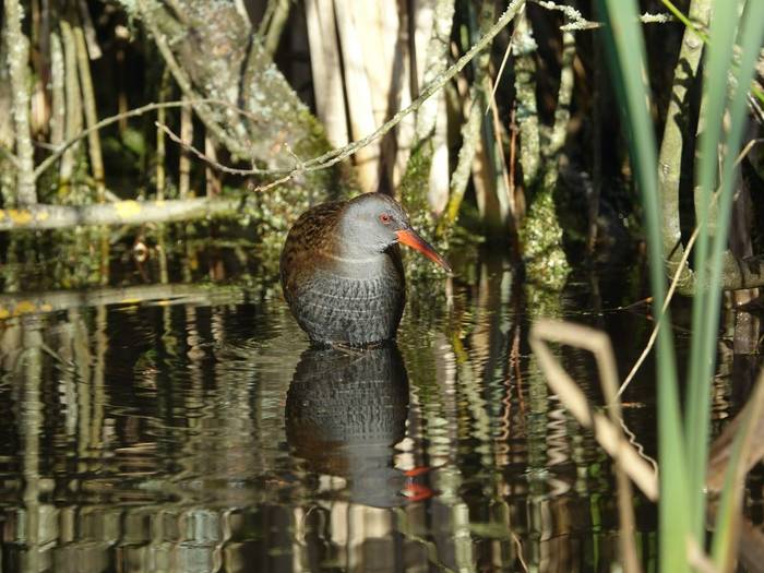 Water Rail shutterstock_1847221624.jpg