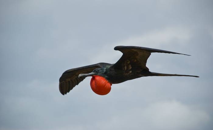 Magnificent Frigatebird, Galapagos, Ecuador (Steve Herrmann).jpg