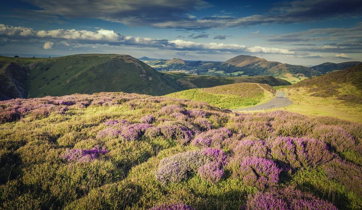 Purple Heather Blooming on Upland in United Kingdom