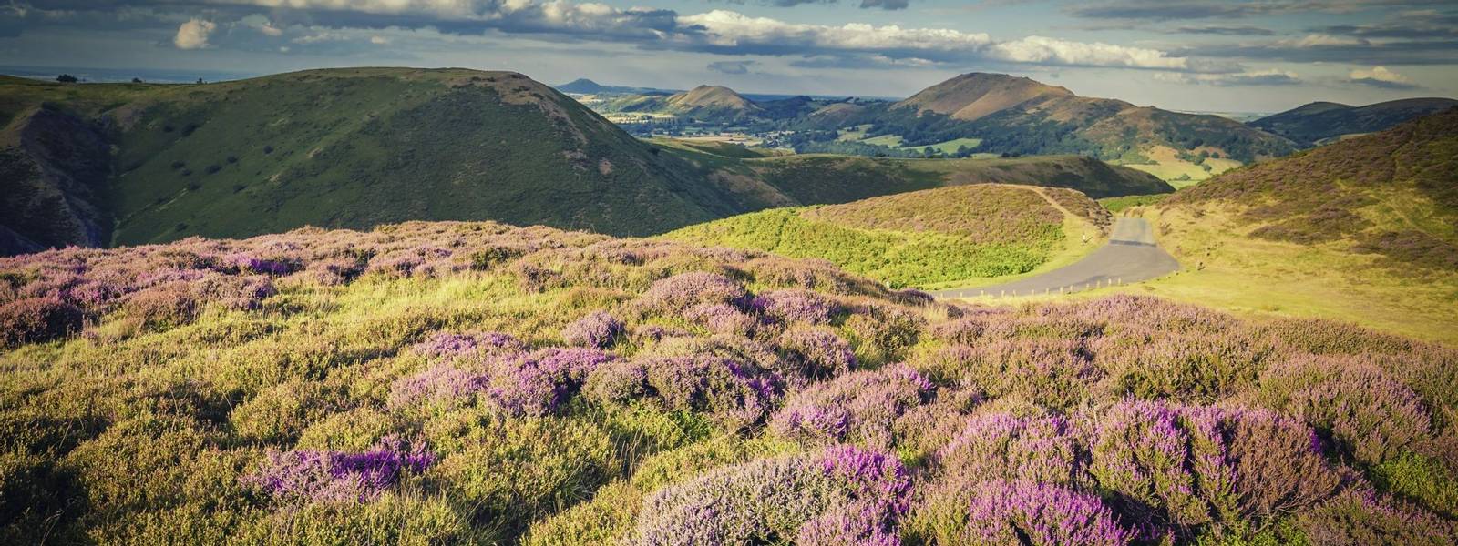 Purple Heather Blooming on Upland in United Kingdom