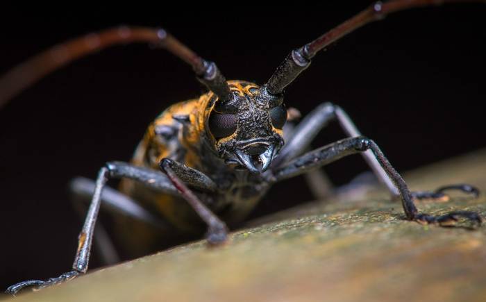 Cerambycidae, Ecuador