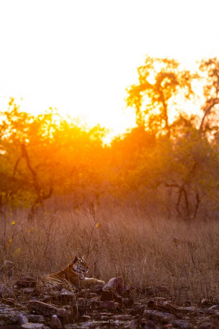 Tiger © Swanand Deshpande