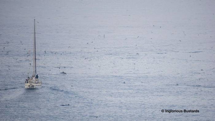 Scopoli´s Shearwaters, Common Dolphins and Yellow-legged Gulls.jpg