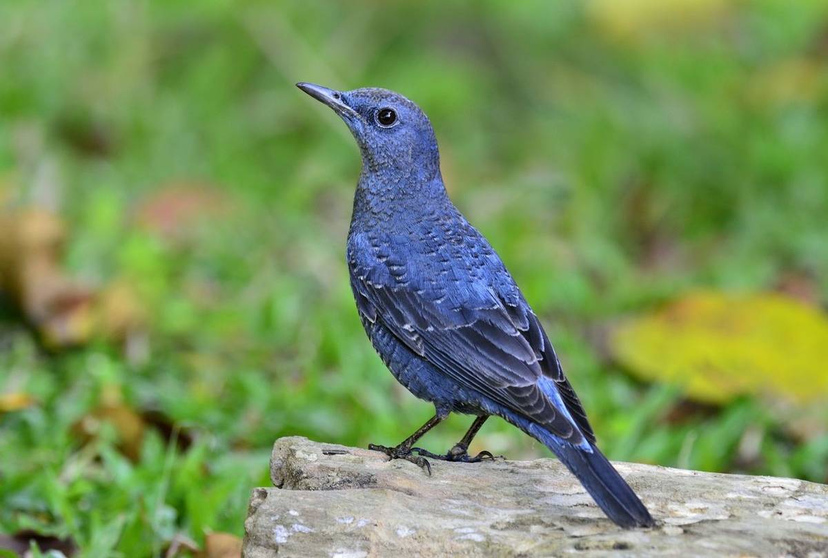 Blue Rock Thrush