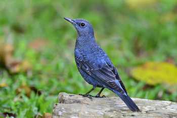 Blue Rock Thrush
