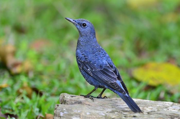 Blue Rock Thrush