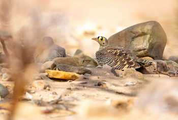Lichtenstein's Sandgrouse © Adam Court, March 2026 tour