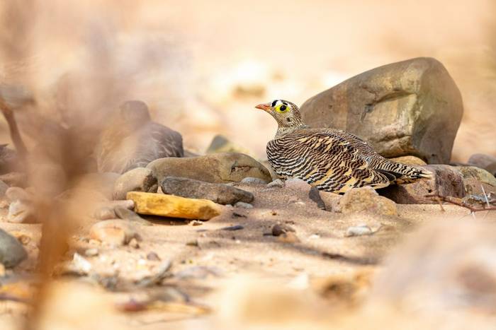 Lichtenstein's Sandgrouse © Adam Court, March 2026 tour