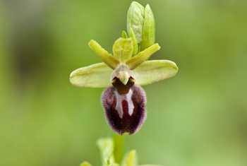 Early Spider Orchid shutterstock_186364043.jpg
