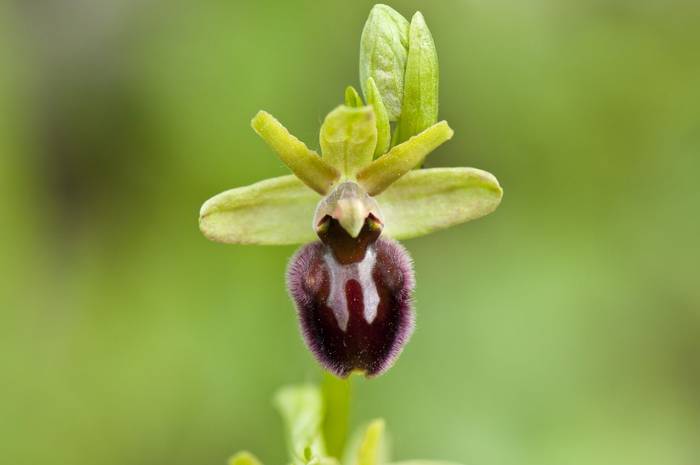 Early Spider Orchid shutterstock_186364043.jpg