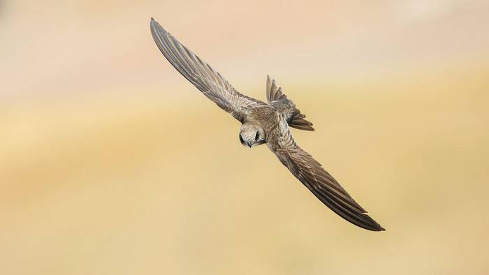 Pallid Swift, Sicily shutterstock_2819763483.jpg