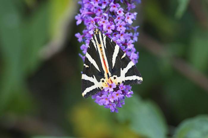 Jersey Tiger, Josh Phangurha