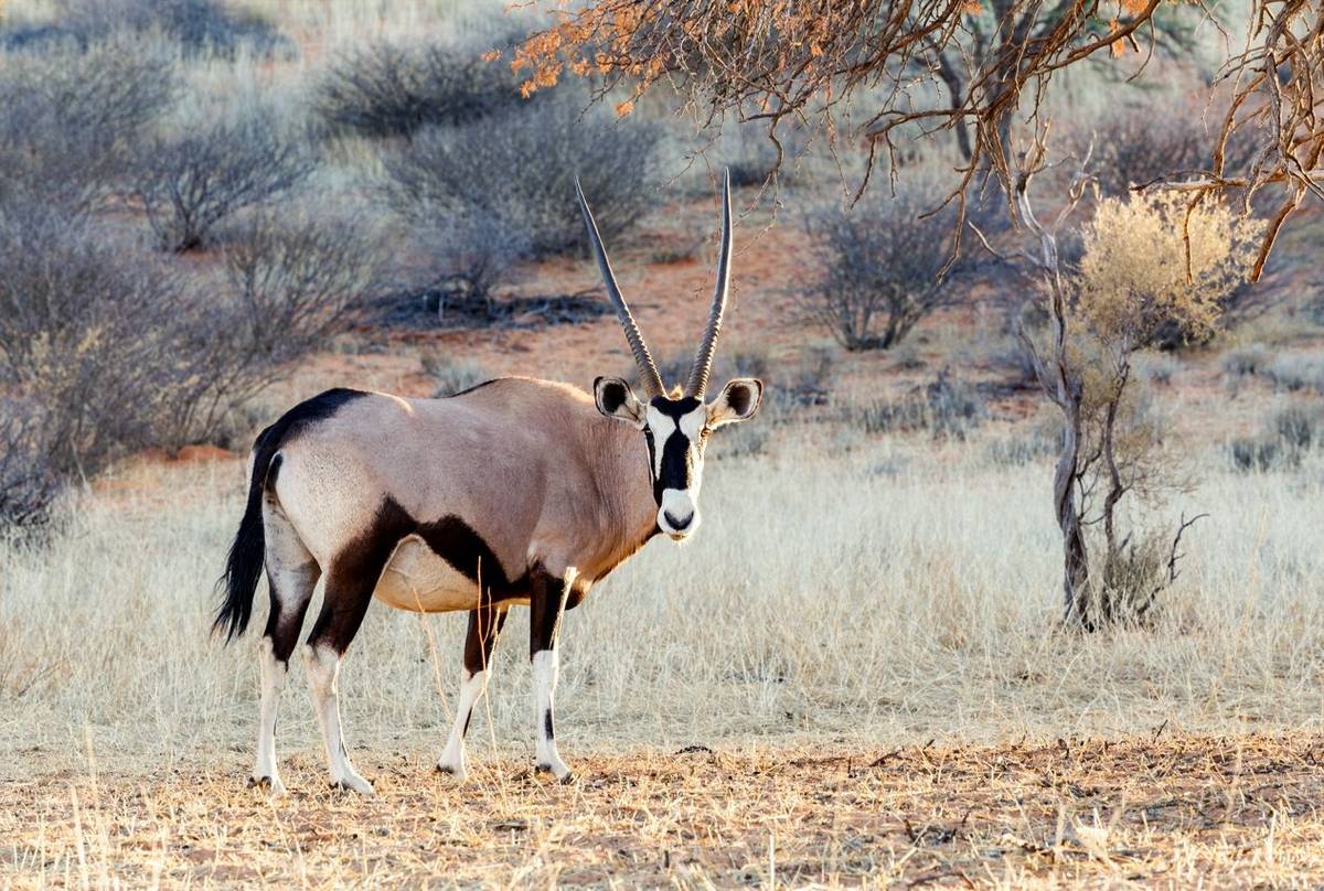 Gemsbok