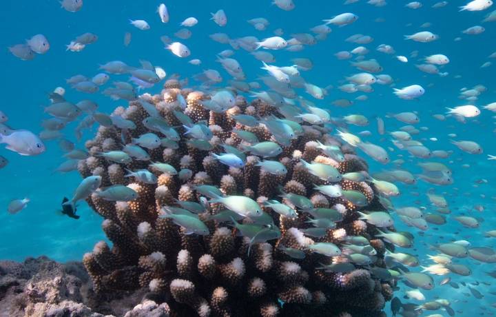 Reef fish aroud coral at Honeymoon island. Reef fish aroud coral at Honeymoon island.
