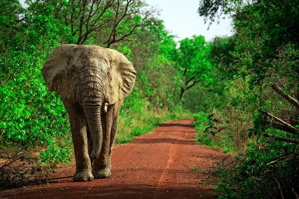 Mole National Park, Ghana shutterstock_189245948.jpg