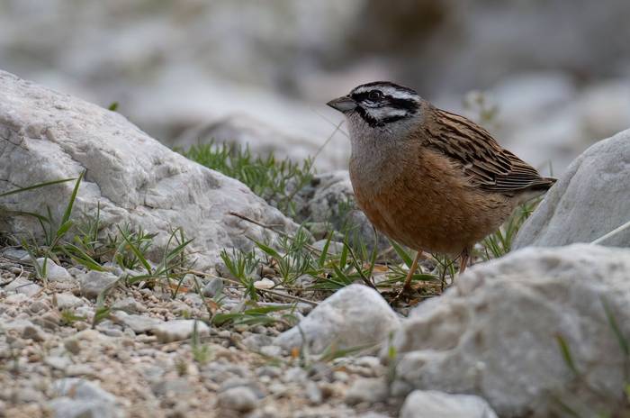 Rock Bunting © Chris Griffin, May 2025.jpg