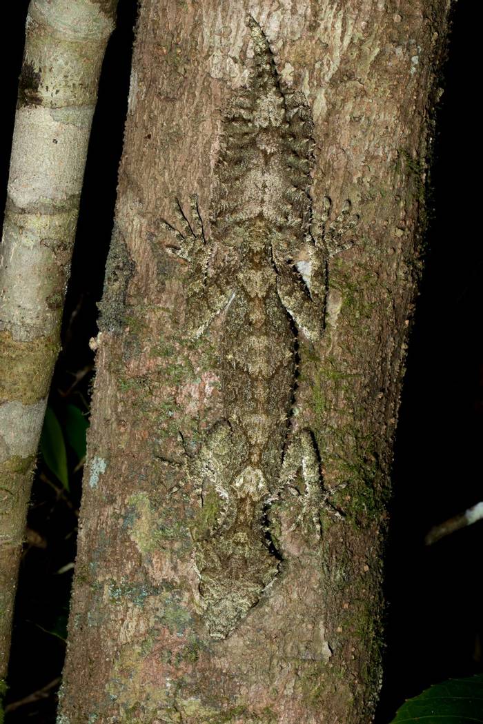 Northern Leaf-tailed Gecko (Saltuarius cornutus) Lake Eacham, Qld © S. Wilson